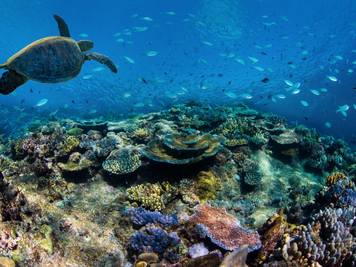 A green turtle over coral on the Great Barrier Reef