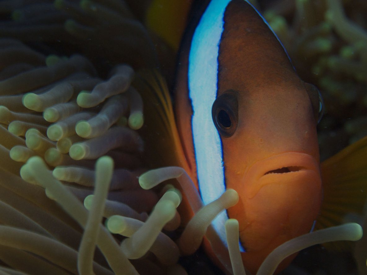 Clownfish in an anemone on the Great Barrier Reef