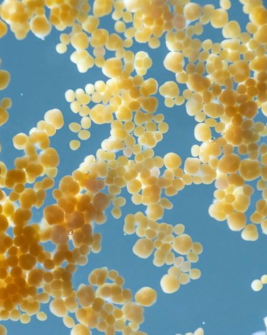 Coral spawning on the Great Barrier Reef